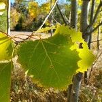 Populus grandidentata Folha