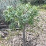 Euphorbia lamarckii Hoja