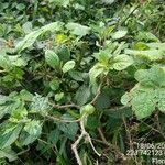 Solanum capsicoides List
