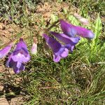 Penstemon speciosus Alkat (teljes növény)