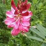 Onobrychis viciifolia Flower