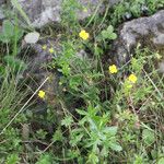 Potentilla erecta عادت داشتن