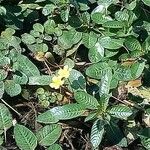 Ludwigia peploides Likasa