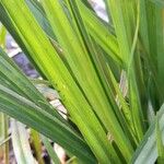 Carex polysticha Yaprak