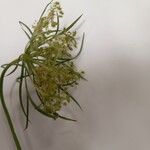 Daucus carotaFlower