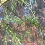 Elodea nuttallii Hoja