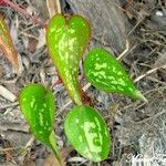 Smilax bona-nox Blatt