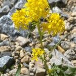 Sisymbrium austriacum Otro