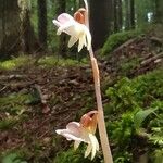 Epipogium aphyllum Flower