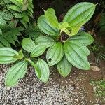 Miconia calvescens Leaf