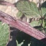 Rubus ulmifolius Écorce