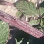 Rubus ulmifolius Bark