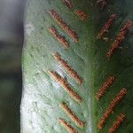 Asplenium subintegrum Лист