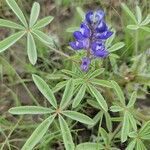 Lupinus pusillusFlower