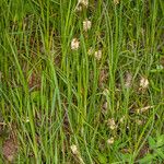 Carex hirta Alkat (teljes növény)
