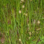 Carex hirta Hábito