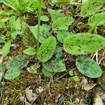 Hieracium maculatum Fuelha