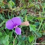 Vigna frutescens Blüte