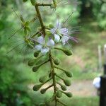 Hirtella hebeclada Flower