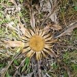 Carlina acanthifoliaFlower