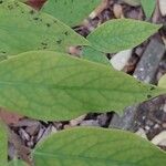Chimonanthus nitens Hoja