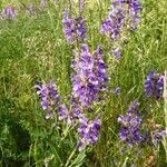 Salvia pratensis Цвят