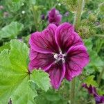 Malva arboreaBlomst