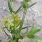 Rubia tenuifolia Blodyn