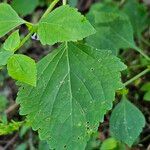 Cantinoa mutabilis Leaf