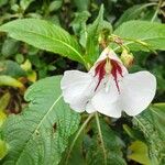 Impatiens tinctoria Цвят