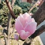 Magnolia × soulangeana Цвят