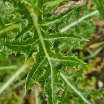 Sonchus asper Leaf