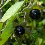 Atropa bella-donna Fruit