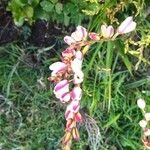 Ixia maculata 花