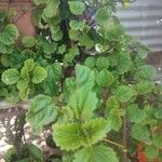 Plectranthus verticillatus List