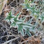 Cirsium echinatum 葉