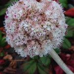 Eriogonum latifolium Цветок