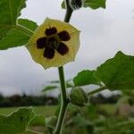 Physalis peruvianaÕis