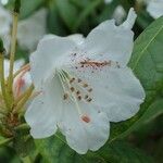 Rhododendron × peregrinum