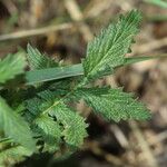 Agrimonia striata Fuelha