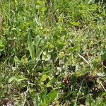 Aristolochia paucinervis Habit