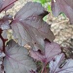 Hibiscus acetosella Φύλλο