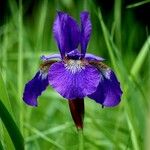 Iris versicolor Blüte