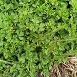 Alchemilla arvensis Blad