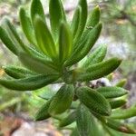 Westringia fruticosa برگ
