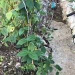 Piper amalago 葉