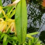 Cattleya mooreana Hoja