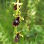 Ophrys insectifera Flor