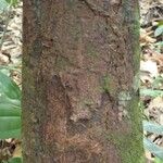 Pouteria sagotiana Rusca