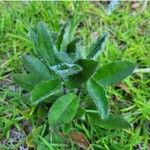 Hieracium villosum Blad